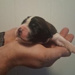Sage - Brown and white female Saint Bernard puppy in Kinsman, Ohio from Coleman Saint Bernards of Ohio