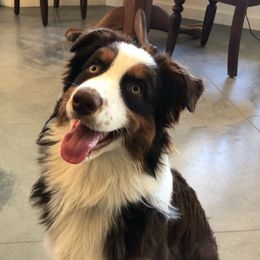 Tazzy - Australian Shepherd