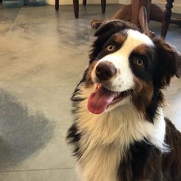 Tazzy - Australian Shepherd