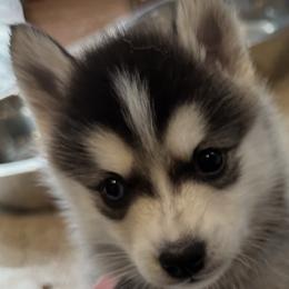 Girl pink collar - Black and white female Pomsky puppy in Leesburg, Virginia from Capital Pomsky