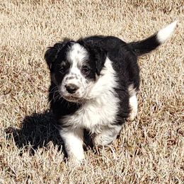 Border Collie Puppies from Bond Border Collies