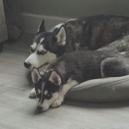 Siberian Huskies from Blue Star Siberians