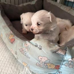 Jasper - White male Morkie puppy in Coats, North Carolina from Angie's Puppies