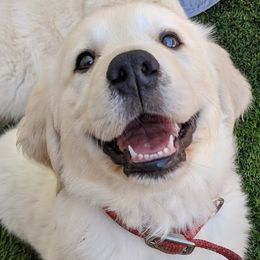 Golden Retriever Puppies from Mountain Sky Goldens