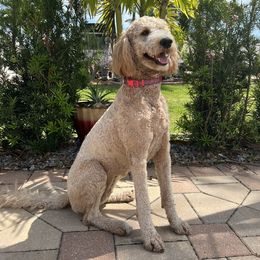 Addy - Goldendoodle