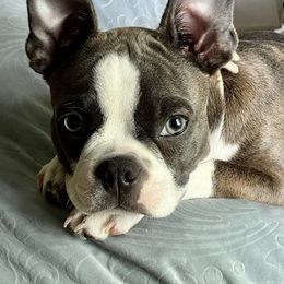 Boston Terrier Puppies from Christy's Boston Butts