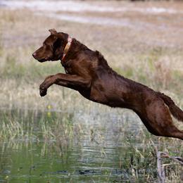 Tikka - Chesapeake Bay Retriever