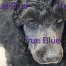 Boy 4 - Poodle puppy in Mooresville, North Carolina from True Blue Standard Poodles