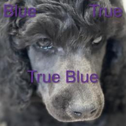 Boy 4 - Poodle puppy in Mooresville, North Carolina from True Blue Standard Poodles