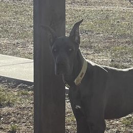 Bodhi - Great Dane