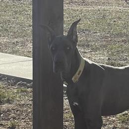 Bodhi - Great Dane