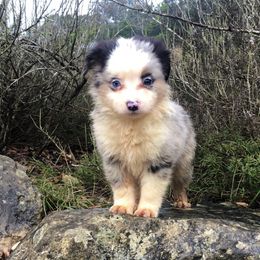 Miniature Australian Shepherds and Toy Australian Shepherds from Wellington Ranch Aussies