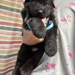 Boy 1 - Aqua collar - Black male German Shepherd puppy in Valley Springs, South Dakota from Von Pasch German Shepherds