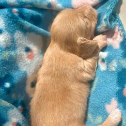 Annabell - Cream female Dachshund puppy in Tahlequah, Oklahoma from Love Some Dogs Dachshunds & Cavalier King Charles Spaniels,Cavapoos