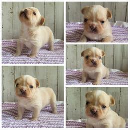 Girl 1 - Cream female French Bulldog puppy in Plymouth, Utah from Country Sunshine