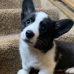 Girl 3 - Black and white Cardigan Welsh Corgi puppy in Amsterdam, New York from Castle Cardigan Welsh Corgis