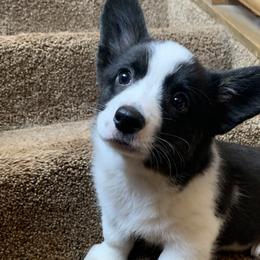 Girl 3 - Black and white Cardigan Welsh Corgi puppy in Amsterdam, New York from Castle Cardigan Welsh Corgis