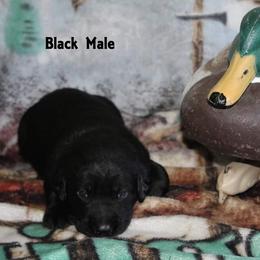 Labrador Retriever Puppies from Copper Creek Outfitters and Kennel