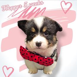 Hopper - Black and white male American Corgi puppy in Mansfield, Ohio from Moonrise corgis