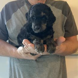 Boy 5 - Phantom male Poodle puppy in Wentworth, South Dakota from PaintersPreciousPoodles