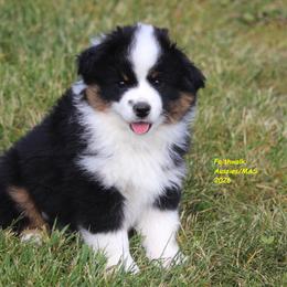 Fern - Black tri female Miniature American Shepherd puppy in Hillsdale, Michigan from Faithwalk Aussies and Mini American Shepherds