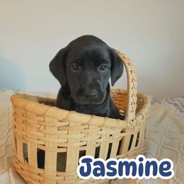 Jasmine - Black female Labrador Retriever puppy in Lucasville, Ohio from Backwoods Labradors