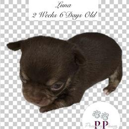 Luna - Chocolate and white female Chihuahua puppy in Columbus, Nebraska from Prancy Pawz