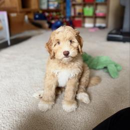 Green Collar Boy - Caramel cream male Australian Labradoodle puppy in Thousand Oaks, California from Lovely Doodle Lane