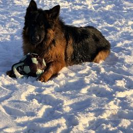 Zantos - German Shepherd