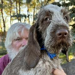 Spinoni Italiani from Mountain Valley Spinone