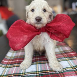 Cookie Crumb - Apricot male Goldendoodle puppy in Greenville, North Carolina from ENC Goldendoodles