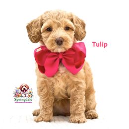 Tulip - Caramel female Australian Labradoodle puppy in Greensboro, North Carolina from Springdale Australian Labradoodles