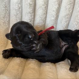 Daisy - Red brindle female Scottish Terrier puppy in Stanford, Kentucky from Bluegrass Scottish Terriers