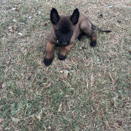 AKC dark sable - Black sable female Belgian Malinois puppy in Dallas, Texas from OreVis Malinois