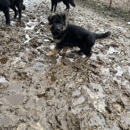 German Shepherd Puppies from S&S German Shepherds