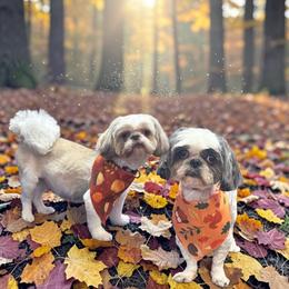 Shih Tzu puppies from Added family
