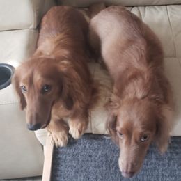 Dachshunds from Mel's LowRider Ranch