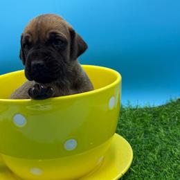 Taco - Fawn female Great Dane puppy in Grand Junction, Colorado from Top Brackett Danes