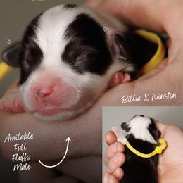 Frank - Black and tan male Pembroke Welsh Corgi puppy in South Otselic, New York from Ridge Top Corgis