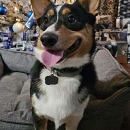 Pembroke Welsh Corgi Puppies from Shelly Bean Corgis