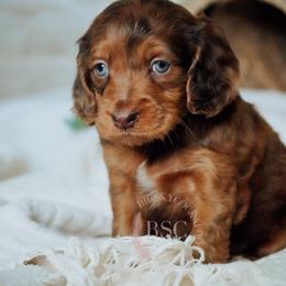 Lavender girl - Sable female Cockapoo puppy in Missoula, Montana from Big Sky Cockapoos