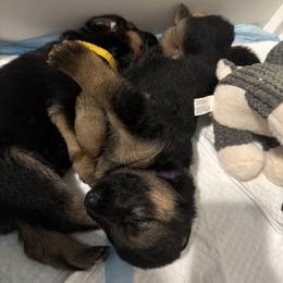German Shepherd Puppies from Vom Kalte Stadt