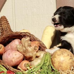Border Collie Puppies from Gulan Farm Border Collies