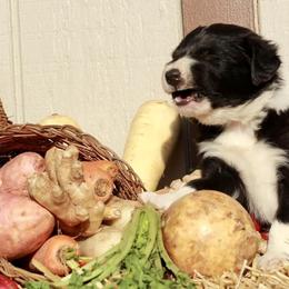 Border Collie Puppies from Gulan Farm Border Collies