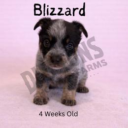 Blizzard - Blue mottled female Australian Cattle Dog puppy in Oronogo, Missouri from Dutton's Show Me Farms