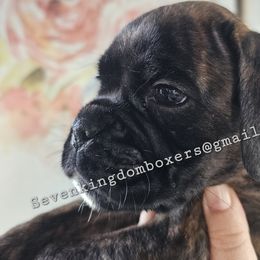 Green - Boxer puppy from Seven Kingdom Boxers