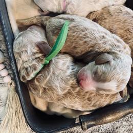 Asher - Red  male Goldendoodle puppy in Knoxville, Tennessee from Graystone Doodles