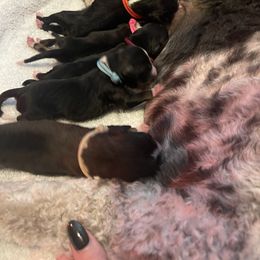 Bernedoodle Puppies from Darling Paws, LLC