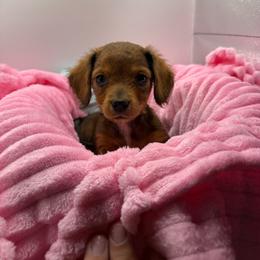 Pea - Cream female Dachshund puppy in Mountain Home, Arkansas from Furry Friends Kennel