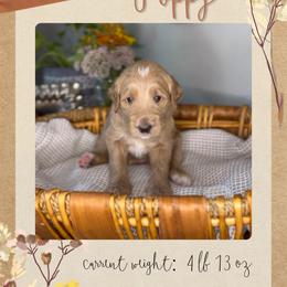 Poppy - Apricot female Goldendoodle puppy in Asheboro, North Carolina from Magnolia Farm Doodles